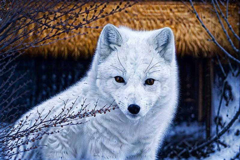 62501458-2123398803-_lora_animals-HXZ_0.75_polar animals, animals, no humans, animal focus, branch, animal,arctic fox.png